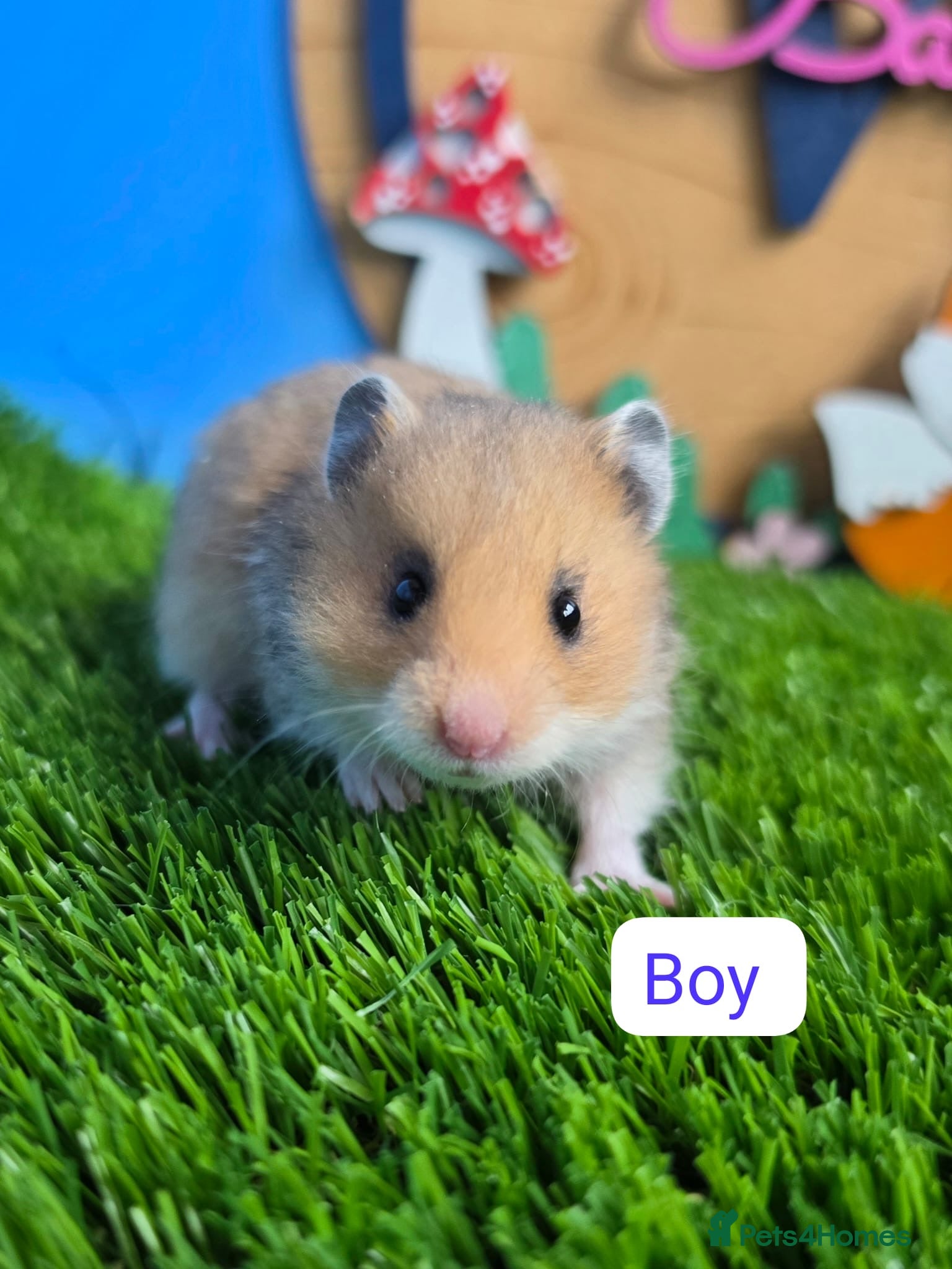 Hamster rodents Syrian Hamster Babies Baby Male Female Pedigree - Advert 1