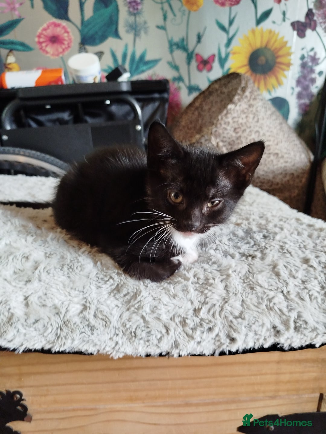 British Shorthair cats for sale: 2 well natured male kittens available now - Image 1