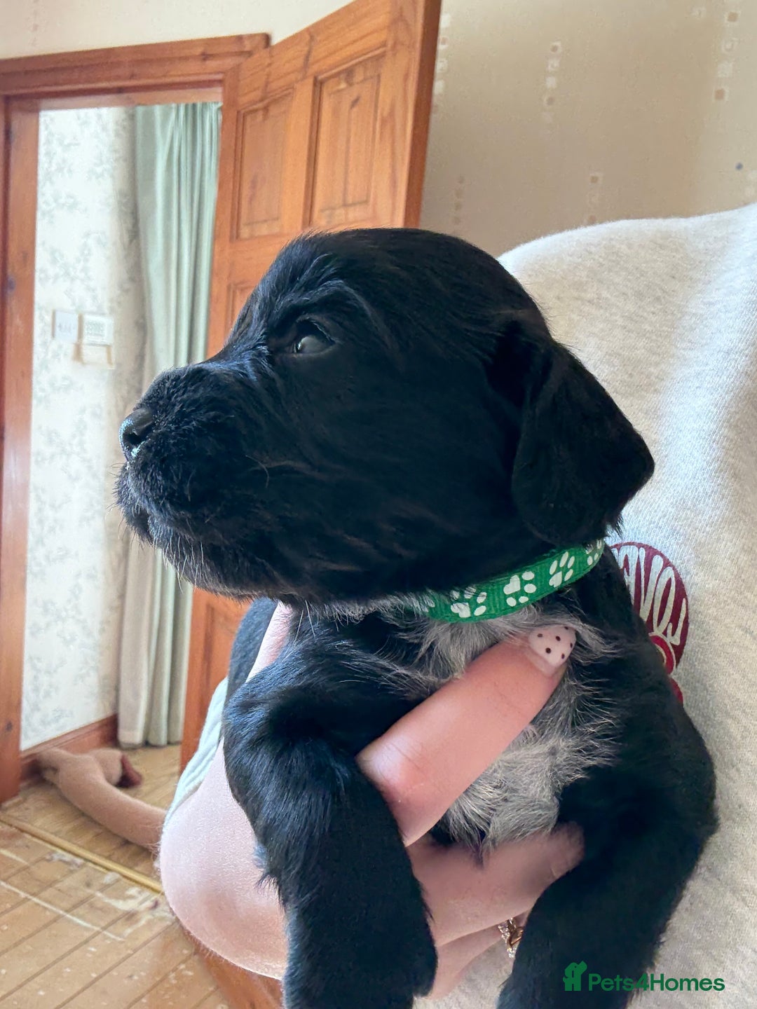Cocker Spaniel dogs for sale: Working Cocker Spaniel Puppies  - Image 13
