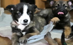Mixed Breed dogs for sale: Belgian malinois x German shepherd puppies - Image 38