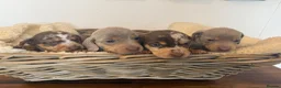 Miniature Dachshund dogs for sale: Rainbow Litter of Dachdhund Babies - Advert 9