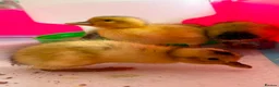 Ducks poultry for sale: Beautiful Miniature Silver Appleyard ducklings  - Advert 5