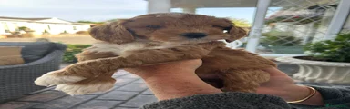 Cockapoo Puppy 4