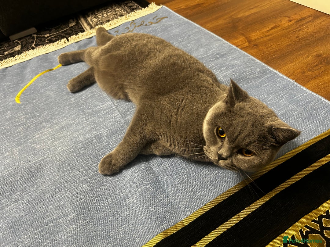 British Shorthair cats for sale: British short hair  - Advert 1