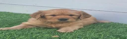 Golden Retriever dogs for sale: Lovely Golden Retriever Puppy's  - Advert 12