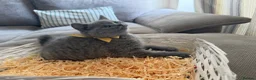 British Shorthair cats for sale: 🏆GCCF🏅registered British shorthair kittens - Advert 8