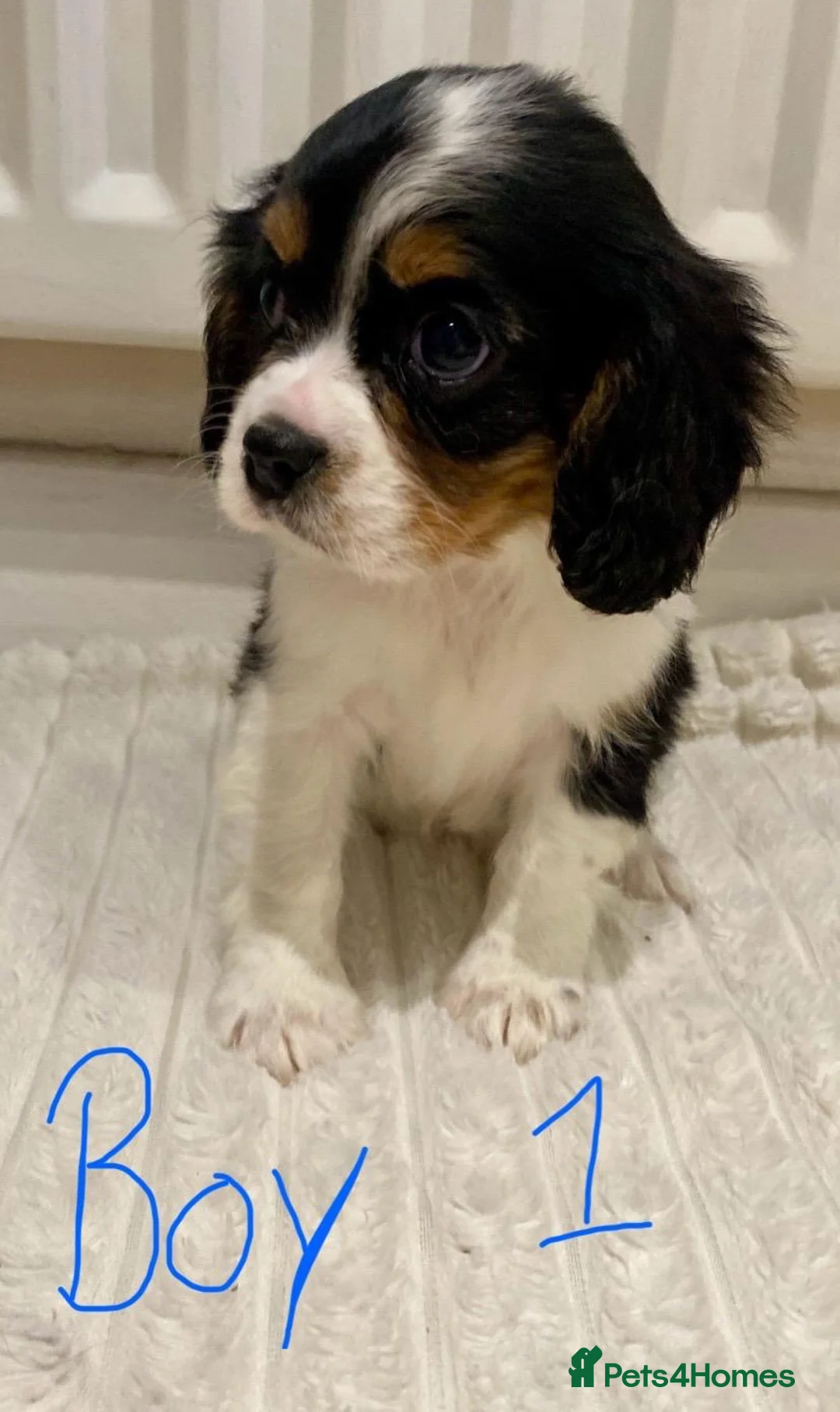 Cavalier King Charles Spaniel dogs for sale: Pure king charles cavalier puppys - Advert 9