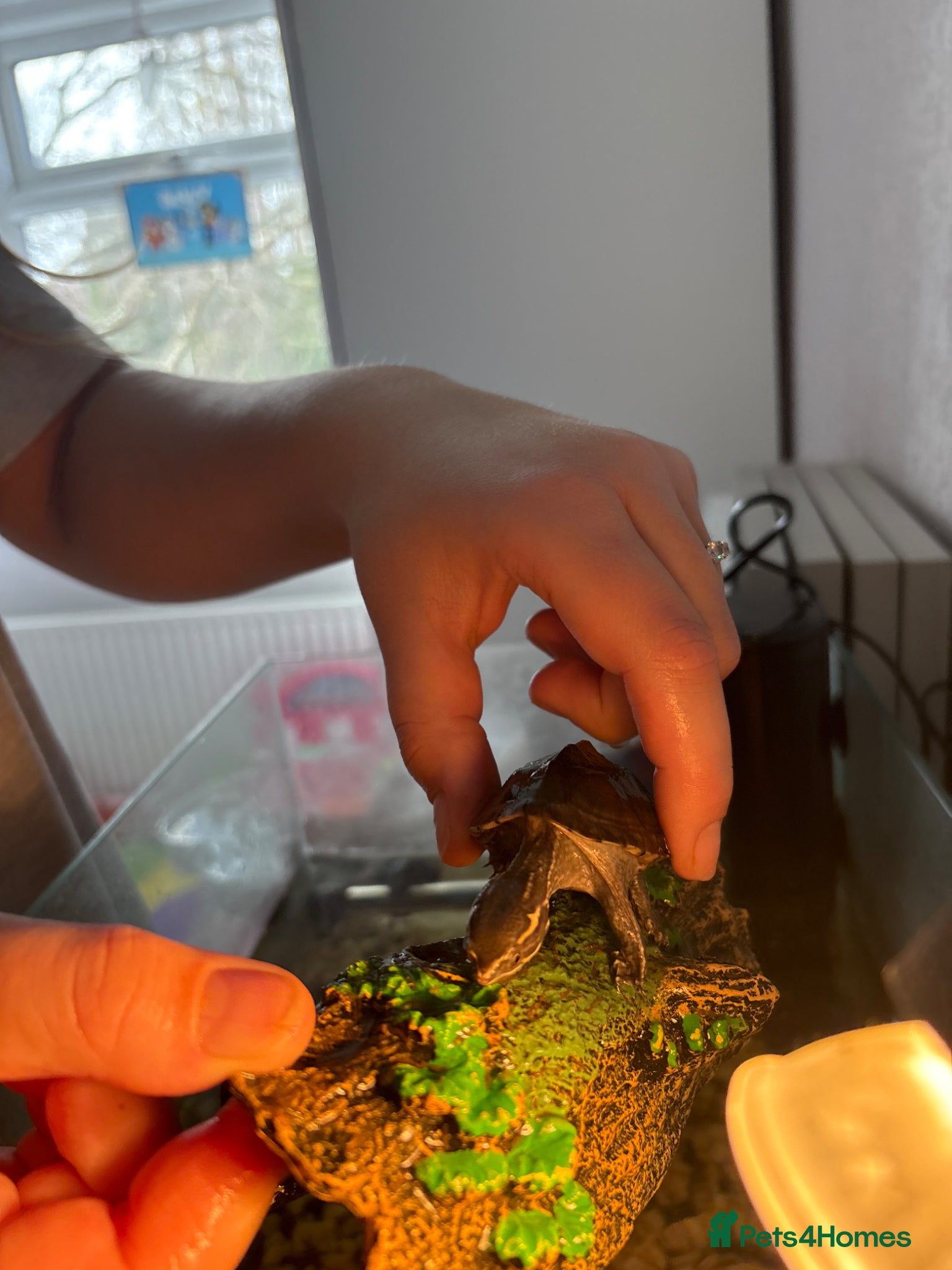 Turtle reptiles Two musk turtles for sale with set up  - Advert 1