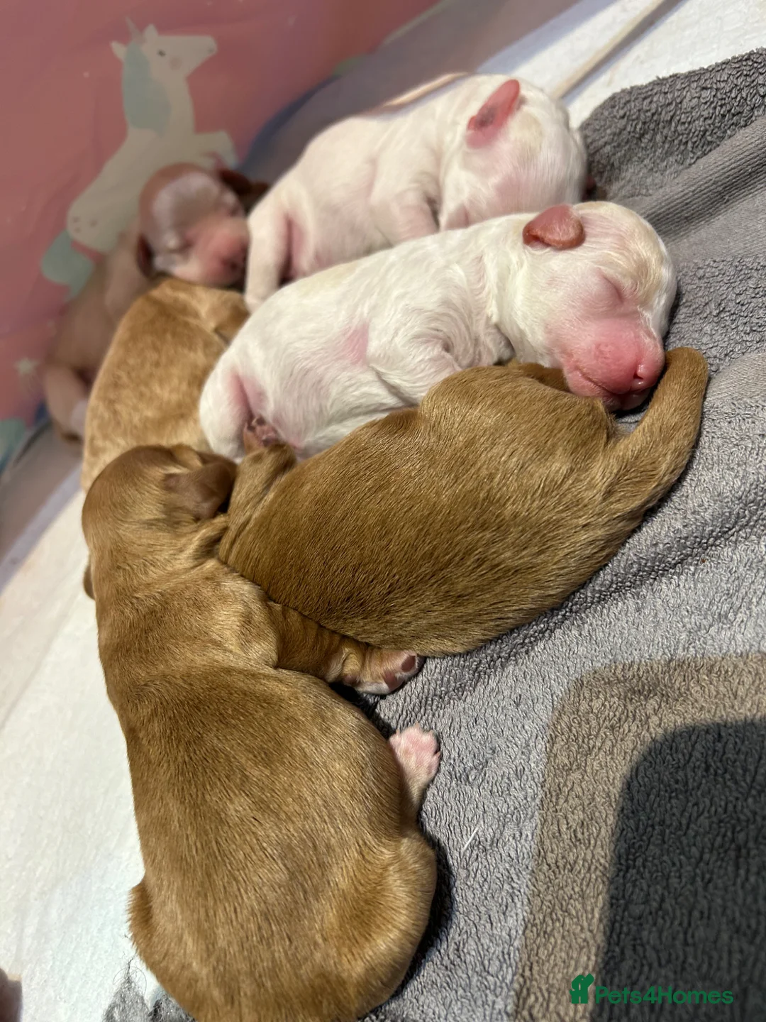 Cavapoo dogs for sale: Beautiful health tested cavapoos  - Advert 1