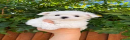 Maltese dogs for sale: Last Beautiful KC Registered Maltese Girl - Advert 2