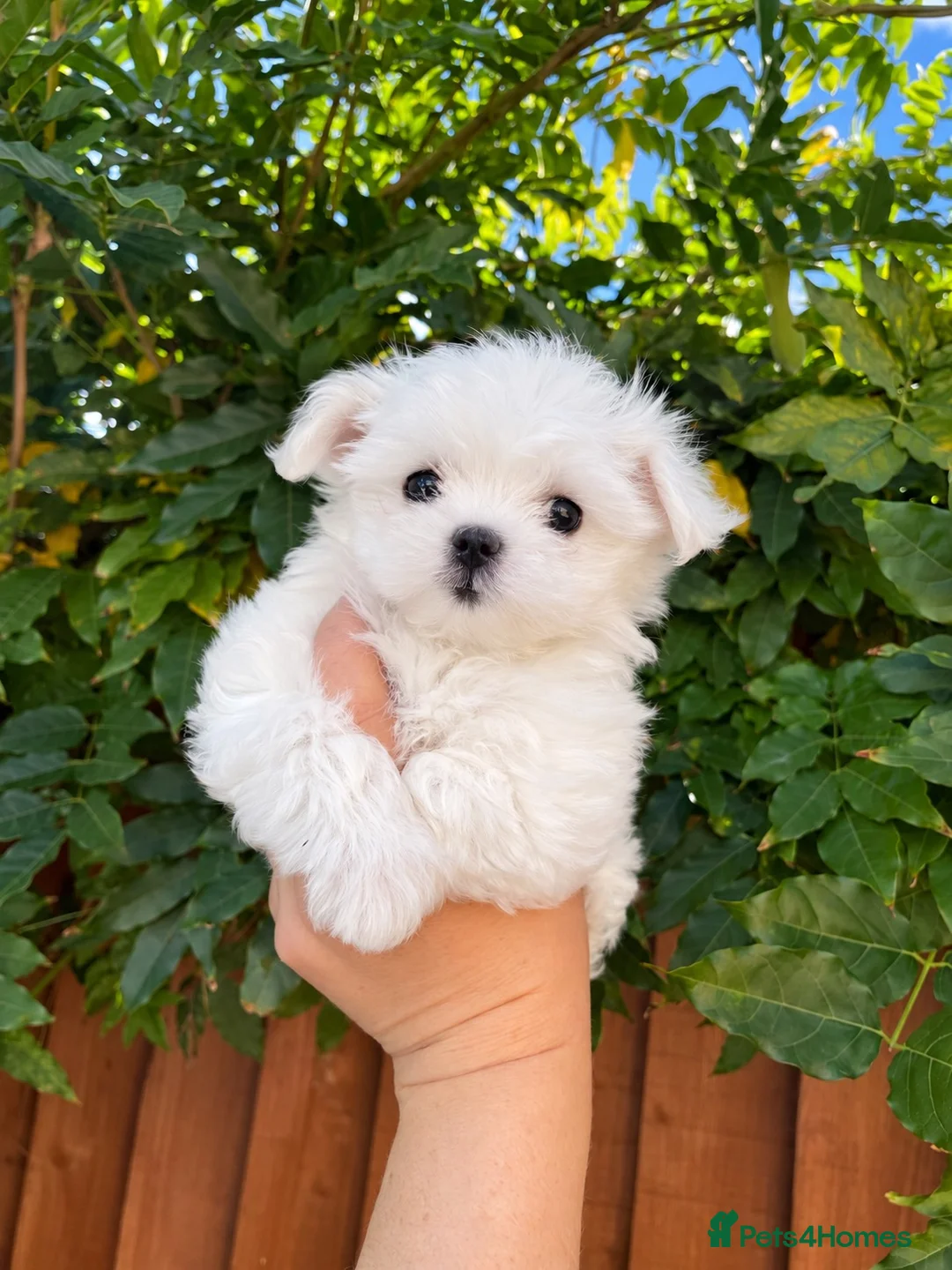 Maltese dogs for sale: Last Beautiful KC Registered Maltese Girl - Advert 2