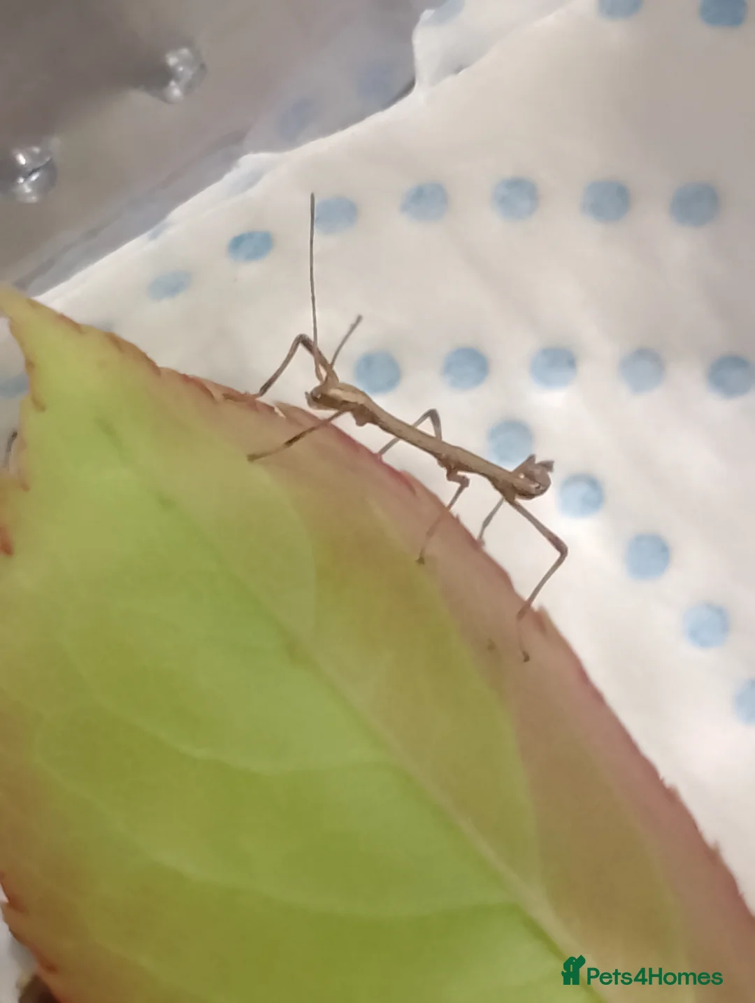 Stick Insects invertebrates for sale: Indian Stick Insects - 7 for £5 or £1 each - Advert 1