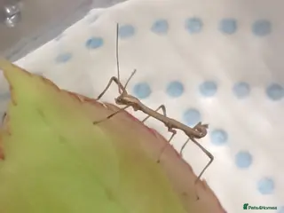 Stick Insects invertebrates Indian Stick Insects - 7 for £5 or £1 each - Advert 9