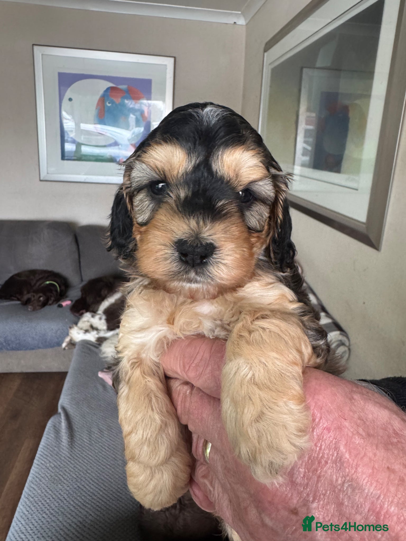 Cockapoo dogs Cockapoo Puppies - Advert 1