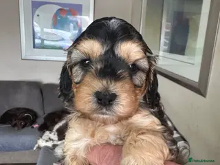 Cockapoo dogs Cockapoo Puppies - Advert 7