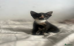 British Shorthair cats for sale: Adorable Kittens - Image 5