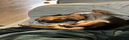 Chiweenie dogs for sale: 1 year old dachshund looking for forever home - Advert 10