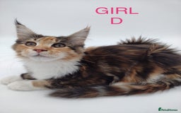 Maine Coon cats for sale: Ready Now - Beautiful Maine Coon Kittens in Nantwich - Image 5