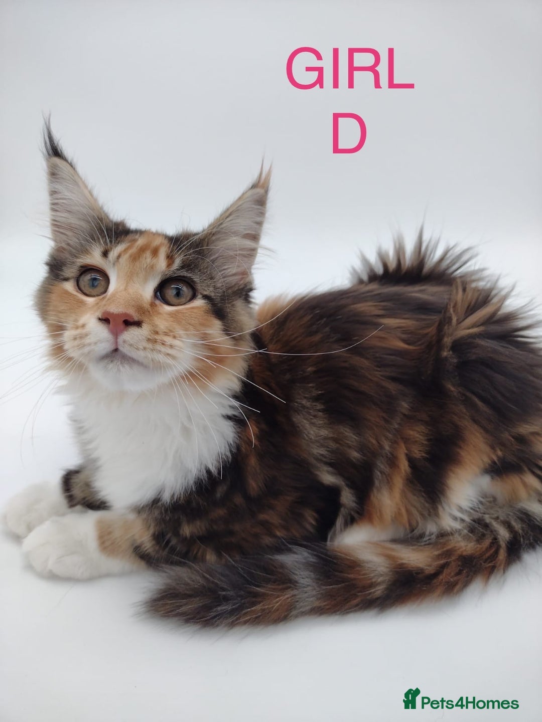 Maine Coon cats for sale: Ready Now - Beautiful Maine Coon Kittens in Nantwich - Image 5