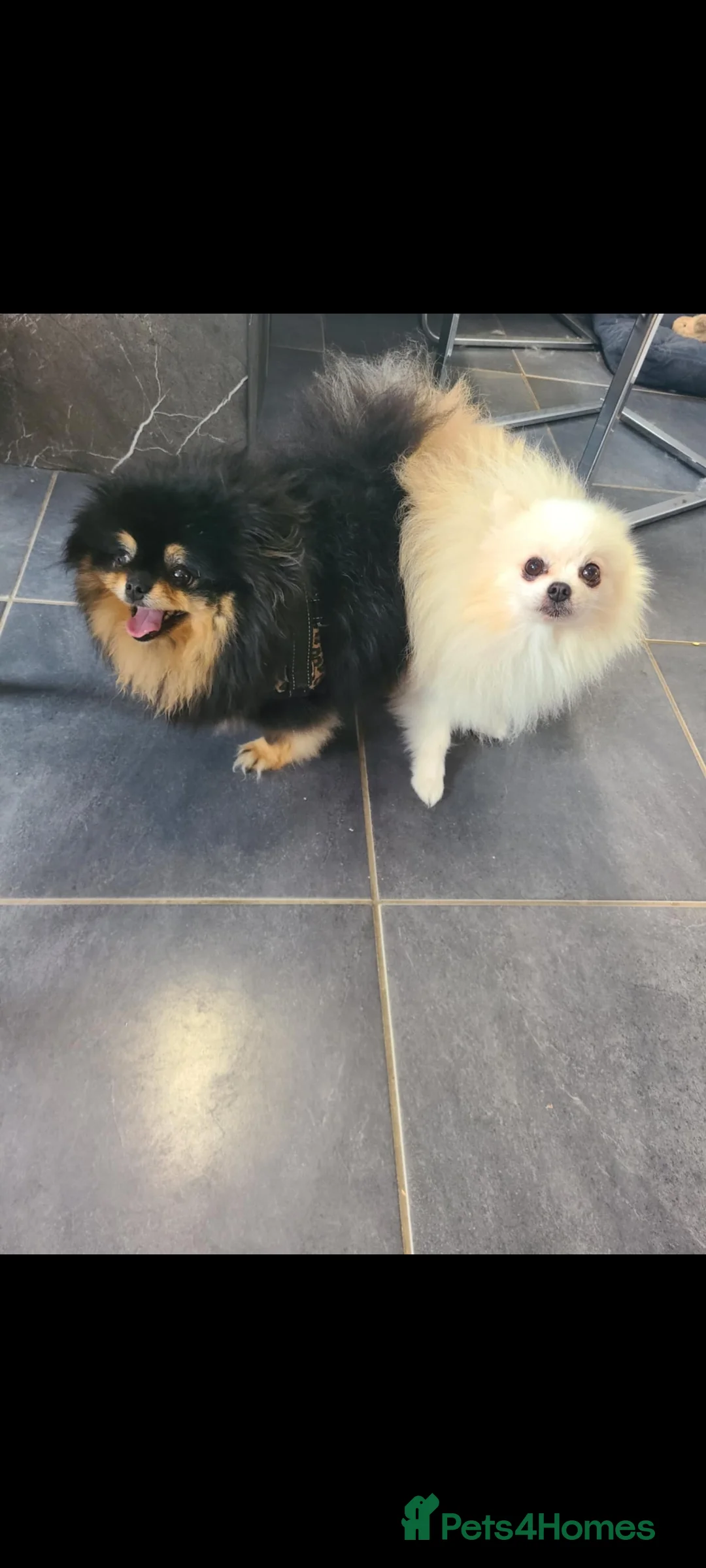 Pomeranian dogs for sale: Kc registered pomeranian puppies - Advert 17