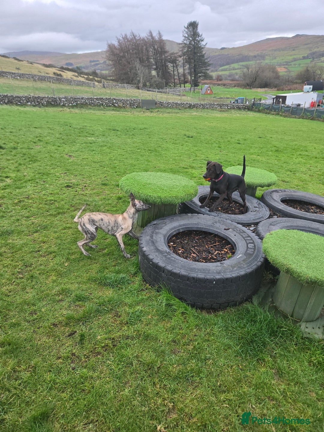 Whippet dogs for sale: Dory is looking for her forever home 🩷 - Advert 8