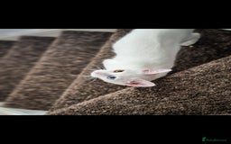Mixed Breed cats for sale: White female cat looking for a home - Image 1