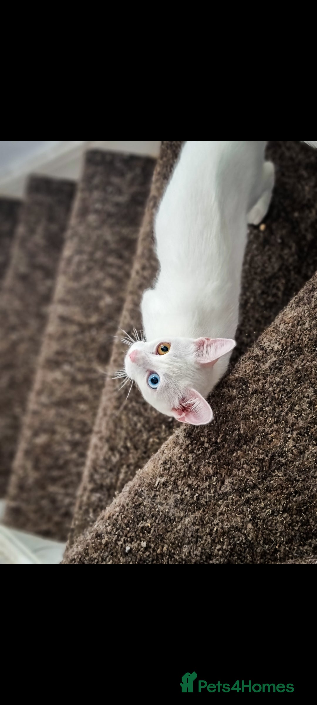 Mixed Breed cats for sale: White female cat looking for a home - Image 1