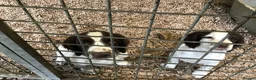 English Springer Spaniel dogs for sale: Springer Puppies for Sale - Advert 3