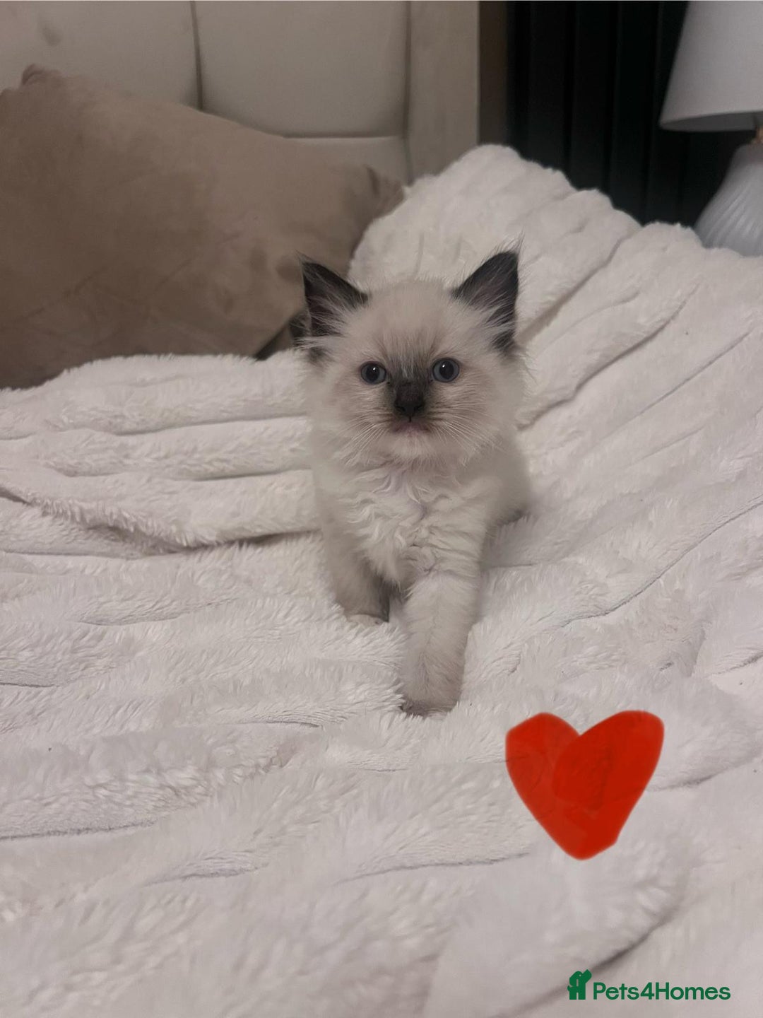 Ragdoll cats for sale: 4 gorgeous Ragdoll kittens for sale - Advert 13