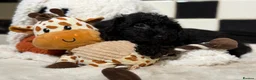 Jackapoo dogs for sale: *** Stunning Jackapoos Ready Now - Advert 17