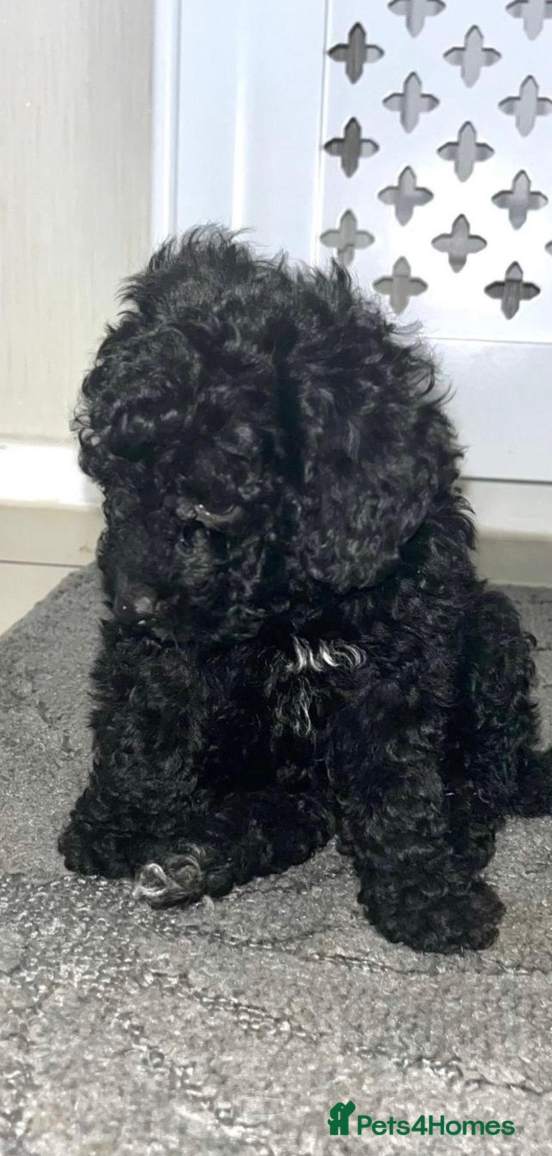 Cockapoo dogs for sale: Cockapoo F1B - Image 11