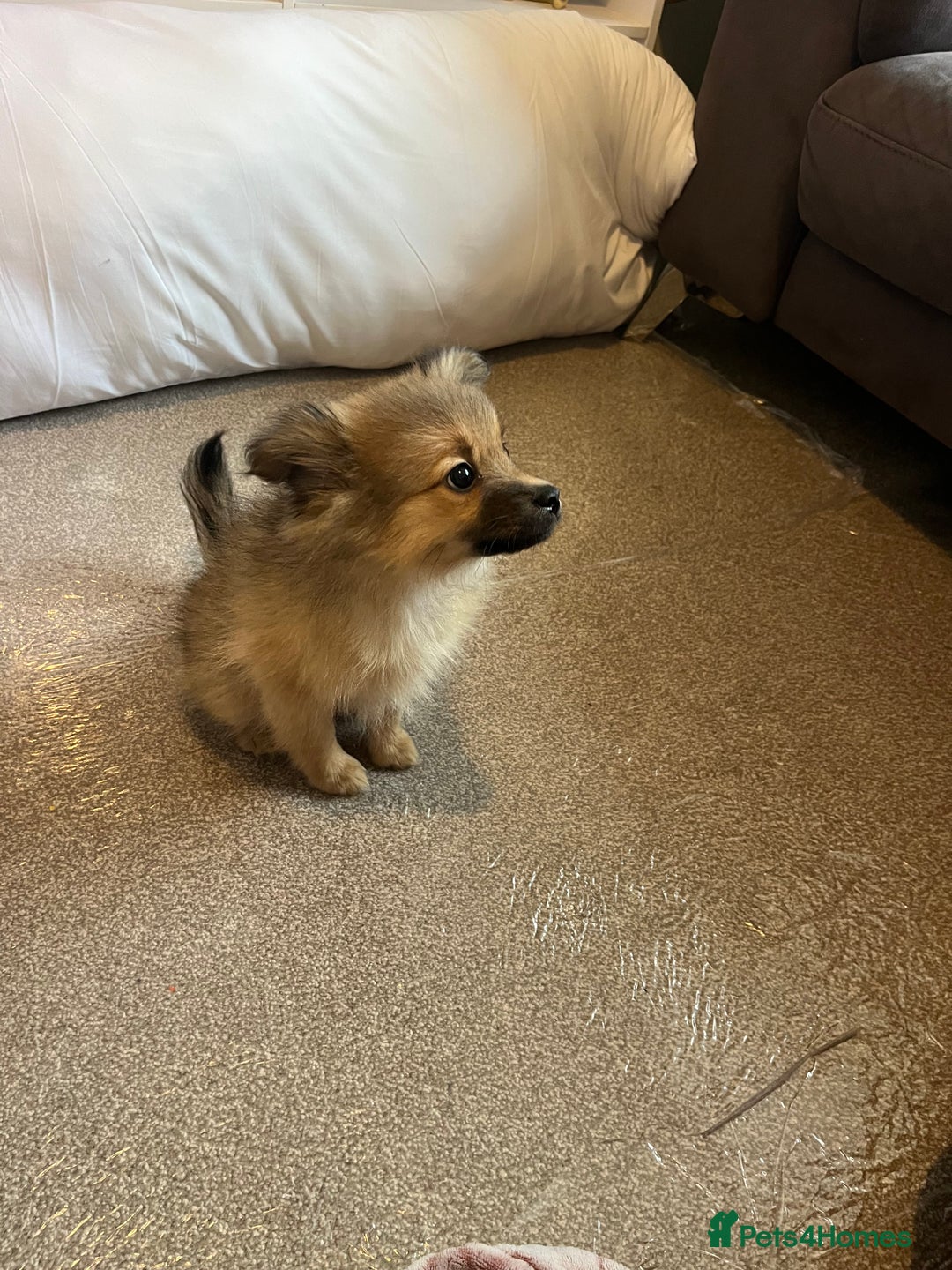 Pomeranian dogs for sale: Girl  - Advert 1