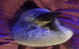 Maine Coon cats for sale: Maine coon cross kittens  - Image 8