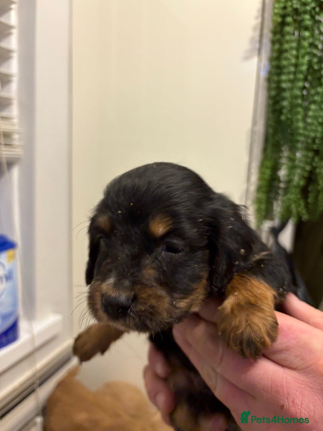 Cocker Spaniel dogs for sale: Working Cocker Spaniel pups - Advert 4