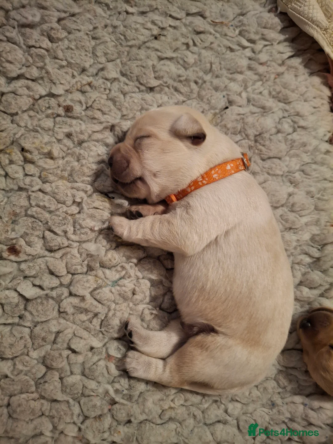Labrador Retriever dogs for sale: Gorgeous Creamy Yellow Boy. - Advert 2