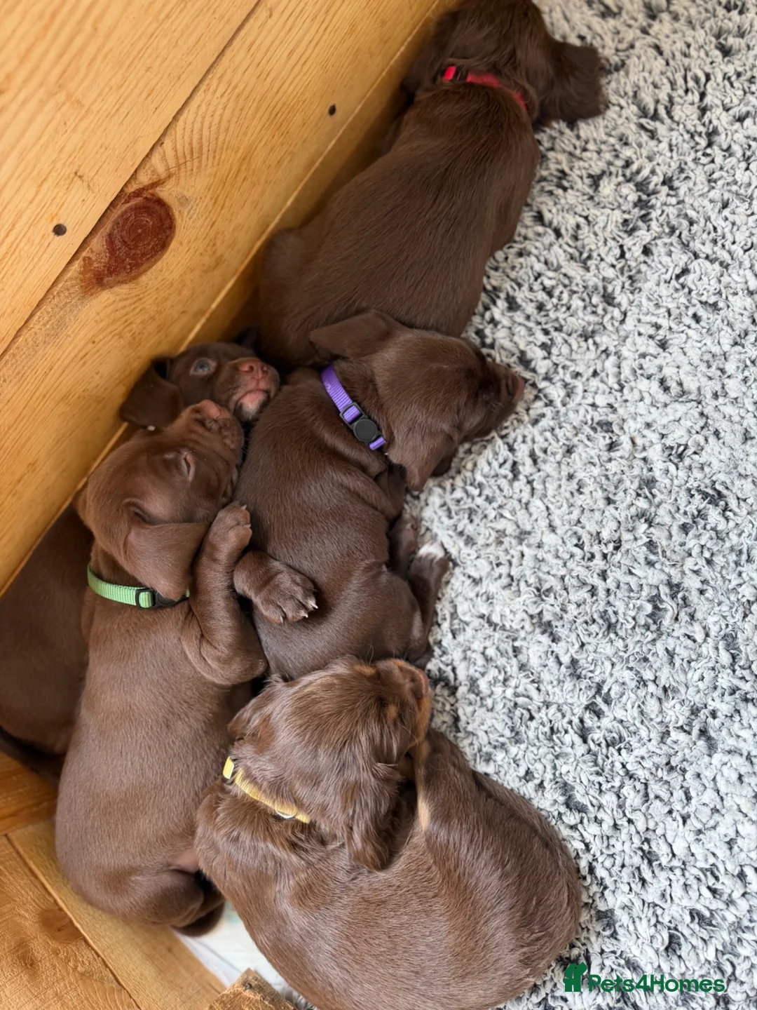 Mixed Breed dogs for sale: Working Spaniel cross  - Advert 24