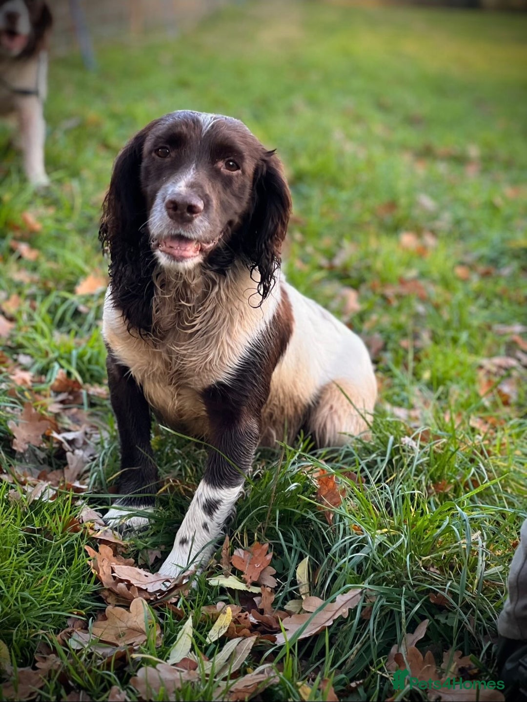 English Springer Spaniel dogs for sale: KC English Springer Spaniel Puppies Working Lines - Advert 7