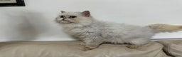 Mixed Breed cats for sale: Chinchilla cross British short haired  - Advert 5