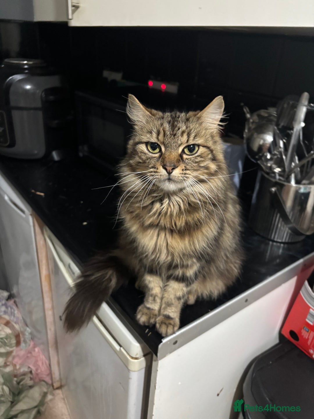 Mixed Breed cats for sale: Two lovely female house cats - Advert 1