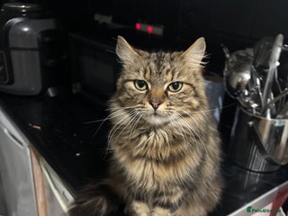 Mixed Breed cats Two lovely female house cats - Advert 1