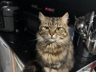 Mixed Breed cats Two lovely female house trained cats - Advert 12