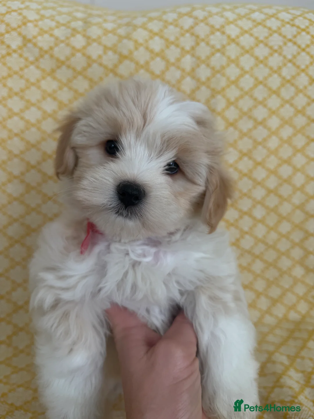 Maltipoo dogs for sale: Beautiful happy health tested Maltipoo fur babies  - Advert 8