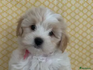 Maltipoo dogs Beautiful happy health tested Maltipoo fur babies - Advert 6