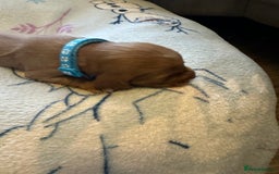 Cocker Spaniel dogs for sale: First and last litter top class red cockers - Image 2