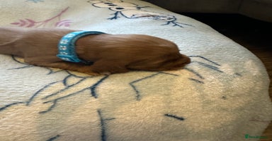 Cocker Spaniel dogs - Advert 12