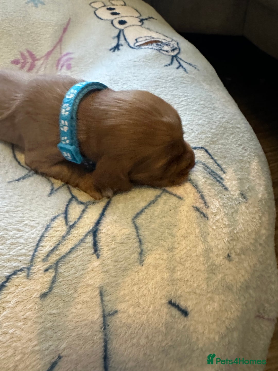 Cocker Spaniel dogs for sale: First and last litter top class red cockers - Image 2