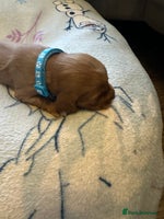 Cocker Spaniel dogs - Advert 12