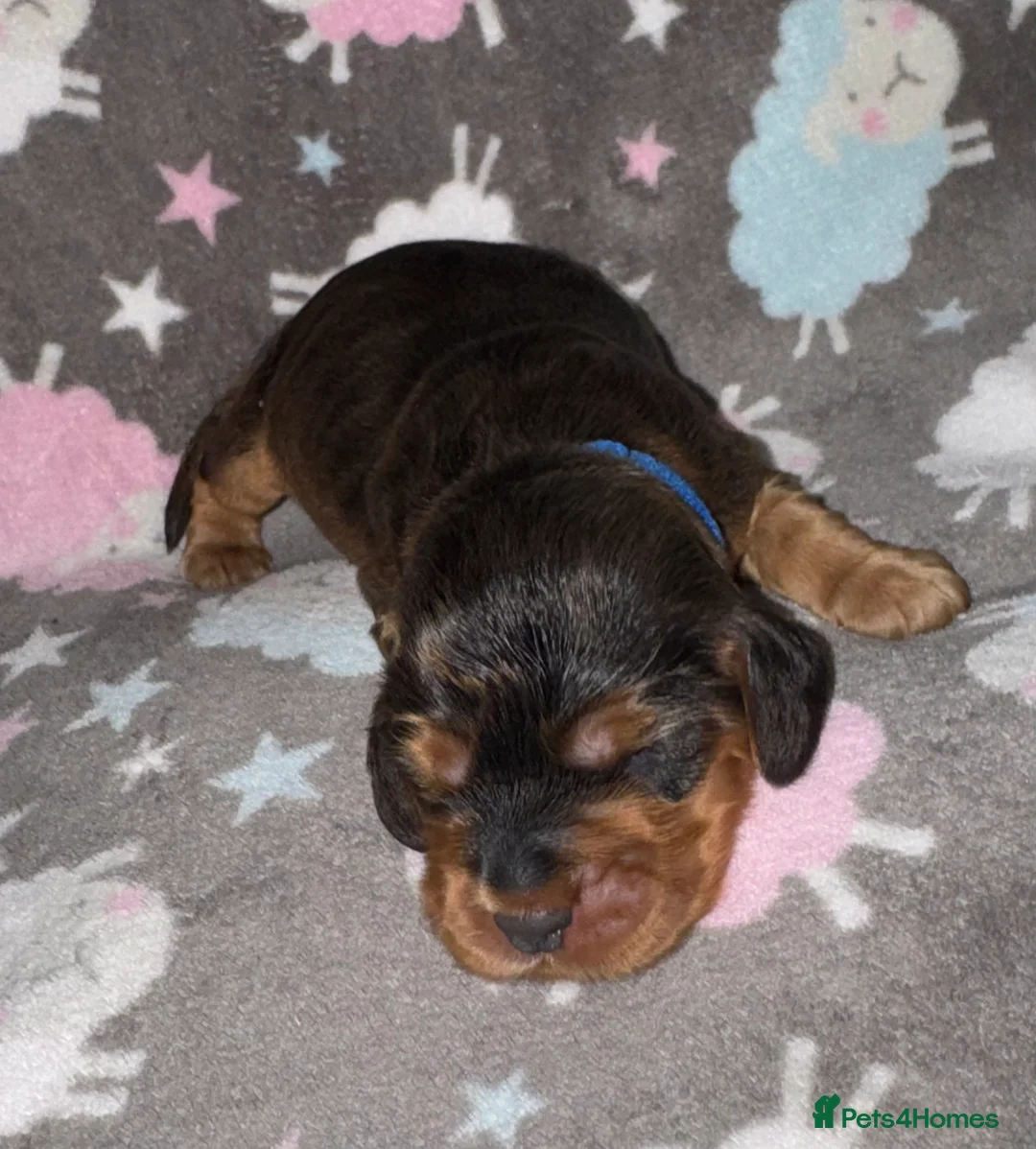 Cocker Spaniel dogs for sale: Outstanding Show Quality Show Type Cocker Spaniels - Advert 16