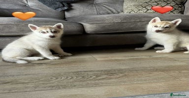 Siberian Husky dogs - Advert 5
