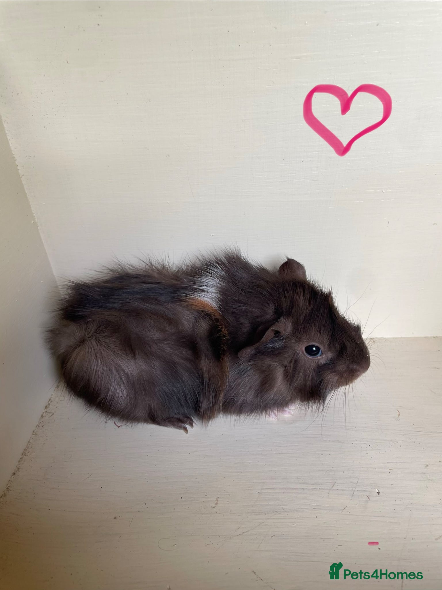 Guinea Pig rodents Baby Guinea pigs Rex & funky  - Advert 12